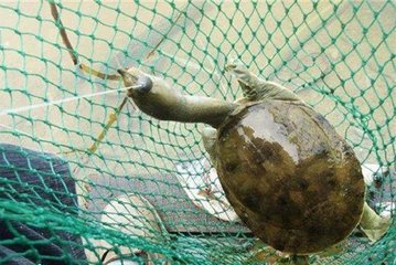 甲鱼钓特写早不兴!义乌新出"猪肝笼",功强劲鱼丸都墨甲鱼的甲鱼图片