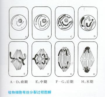 植物细胞有丝分裂过程图解