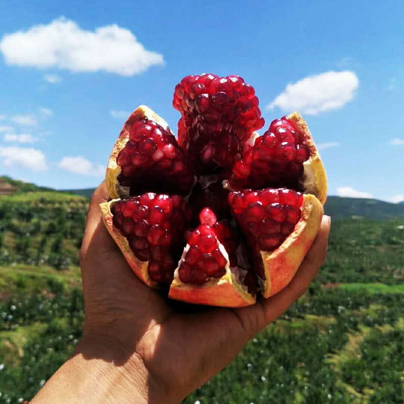 老家有山头的,建议种这些果树!好栽易活不费事