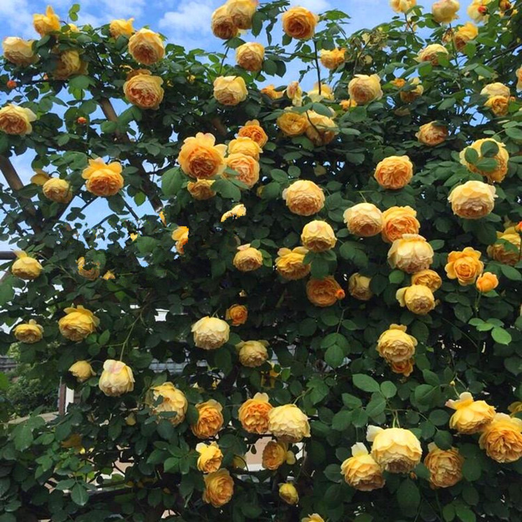 去广州富人区转了一圈,发现院子都种爬藤植物