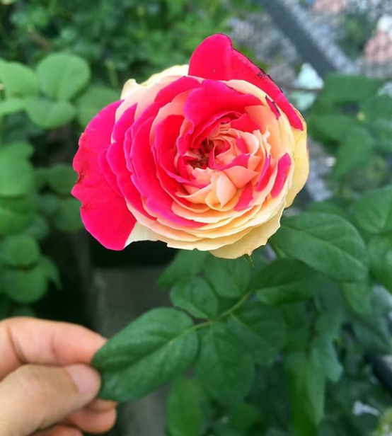 春天种月季的好时候,但是刚栽的月季,别高兴太