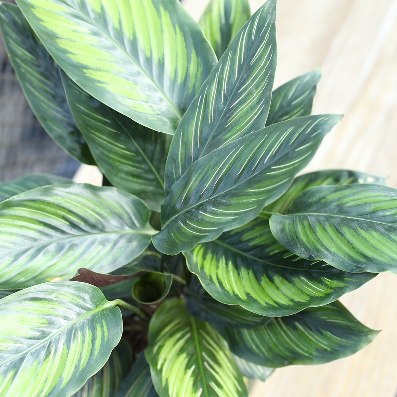 别养绿萝了!去花卉市场发现这种盆栽,好养又好