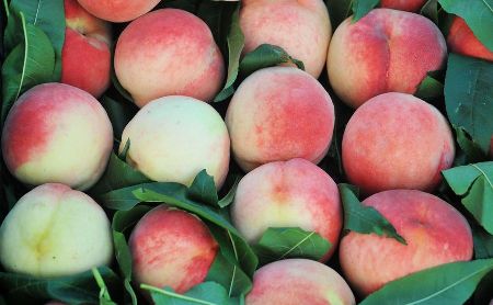 吃桃子总是吃的一嘴毛?教你3种洗法,桃子皮轻