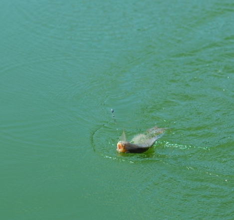 三月暖春:钓鱼别用蚯蚓了!瞧新上的钓鱼小物