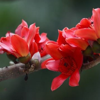 有钱人都知道,家里摆这些盆栽寓意好,好养易活