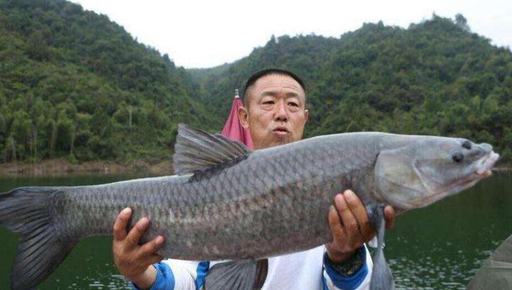 本期向大家推荐的是:冬天钓鲫,野钓水域饵料配