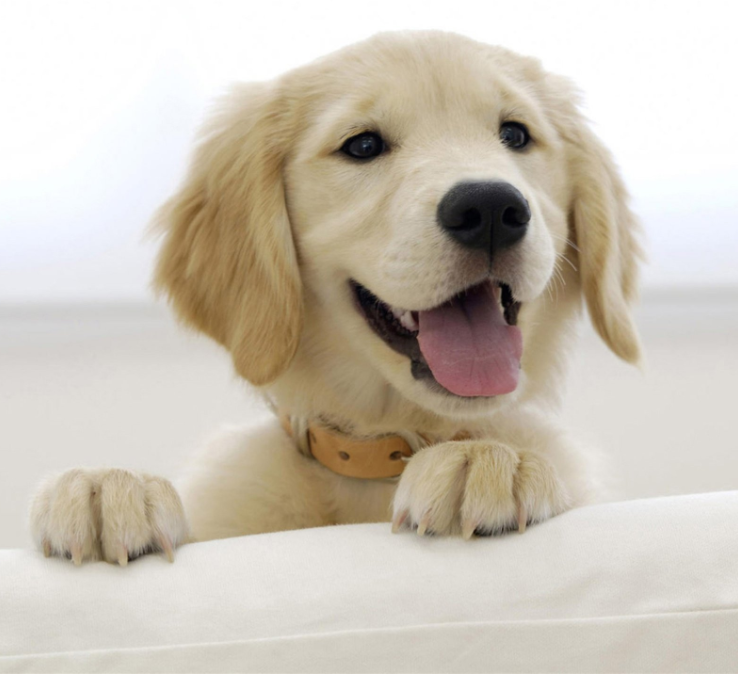 据说养狗的人容易得这几种病,反正我全中了,你