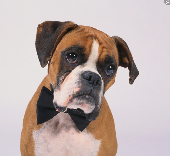 据说养狗的人容易得这几种病,反正我全中了,你