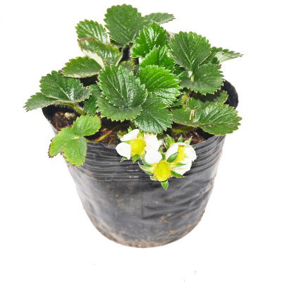 私家花園中上這些花，濃郁芬芳的香味便撲鼻而來(lái)