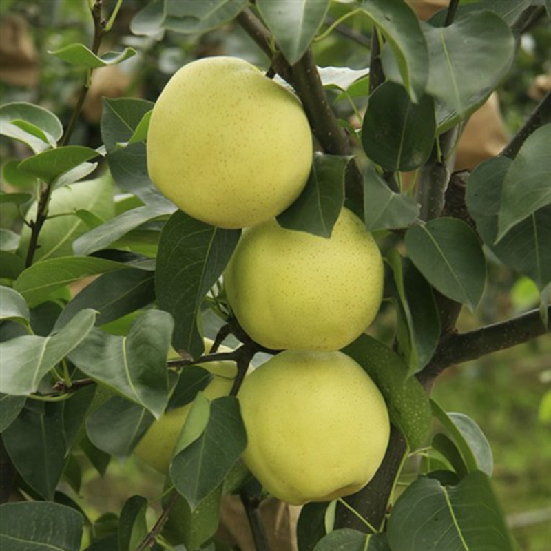 老家有山头的,建议种这些果树!好栽易活不费事